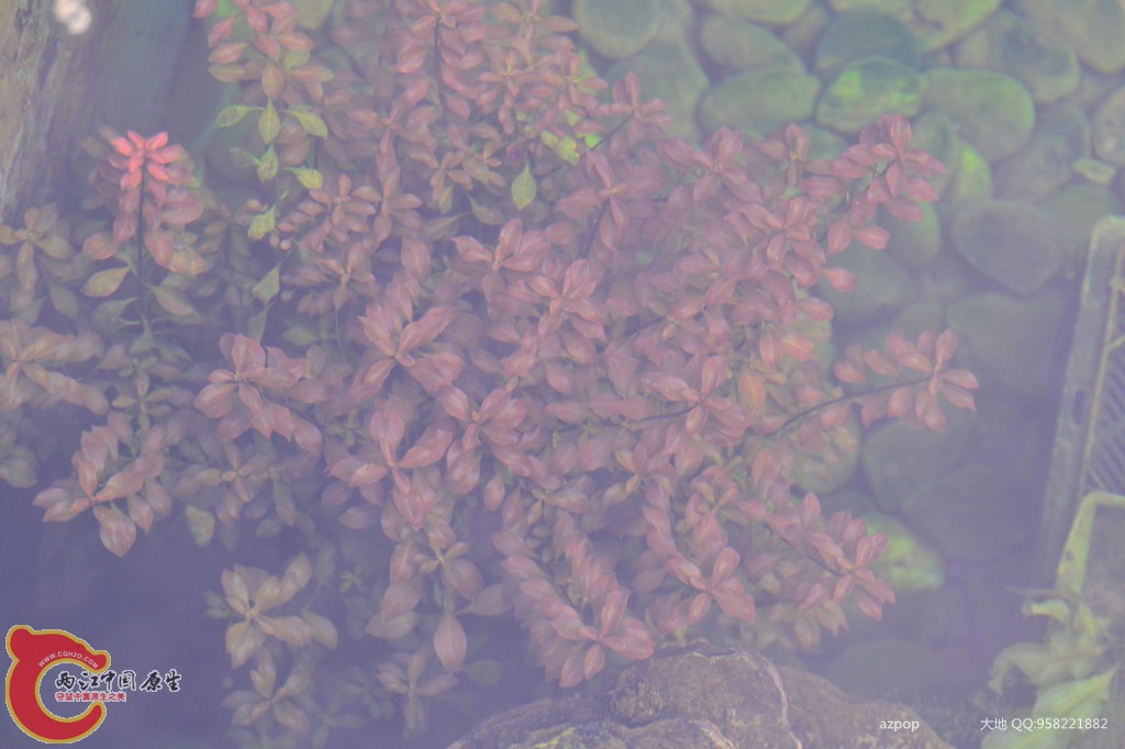 conew_20110925_371 - 副本.jpg