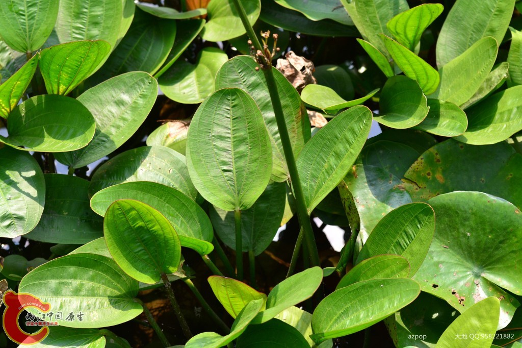 conew_20110925_552 - 副本.jpg