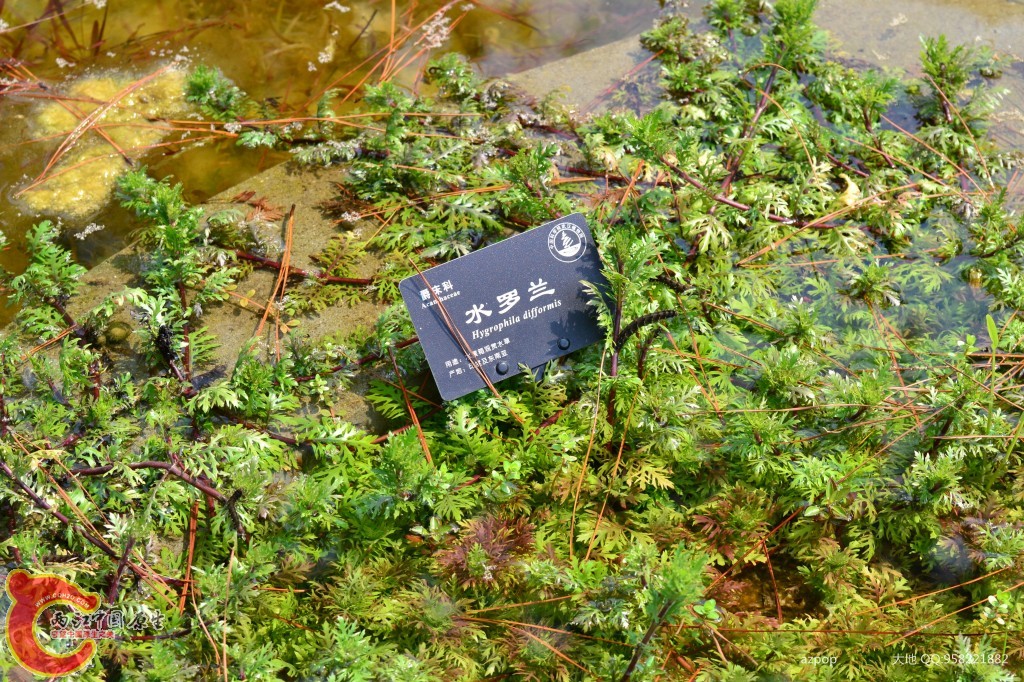 conew_20110925_557 - 副本.jpg