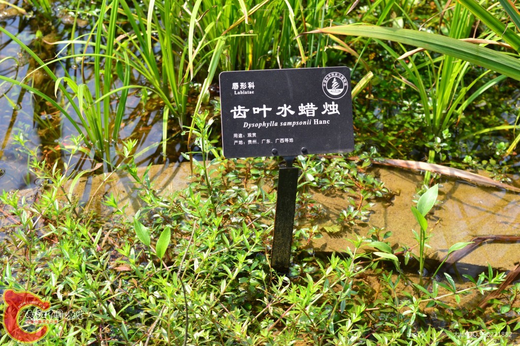 conew_20110925_564 - 副本.jpg