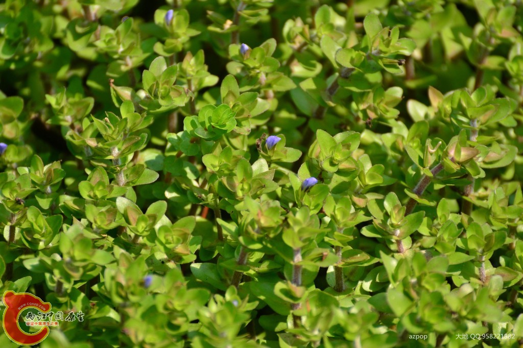 conew_20110925_574 - 副本.jpg