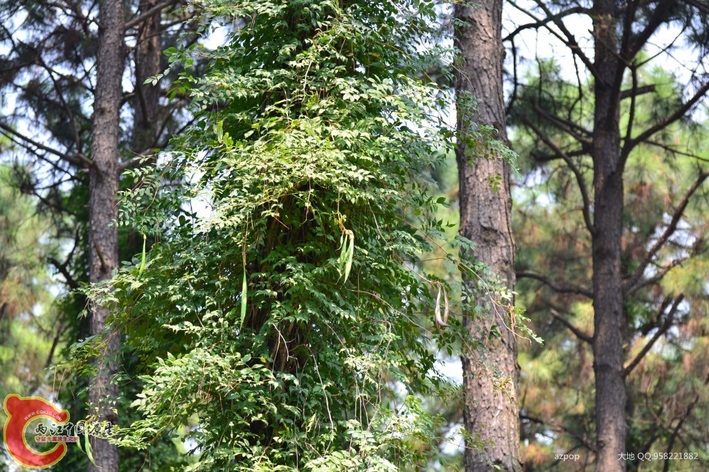 conew_20110925_626.jpg