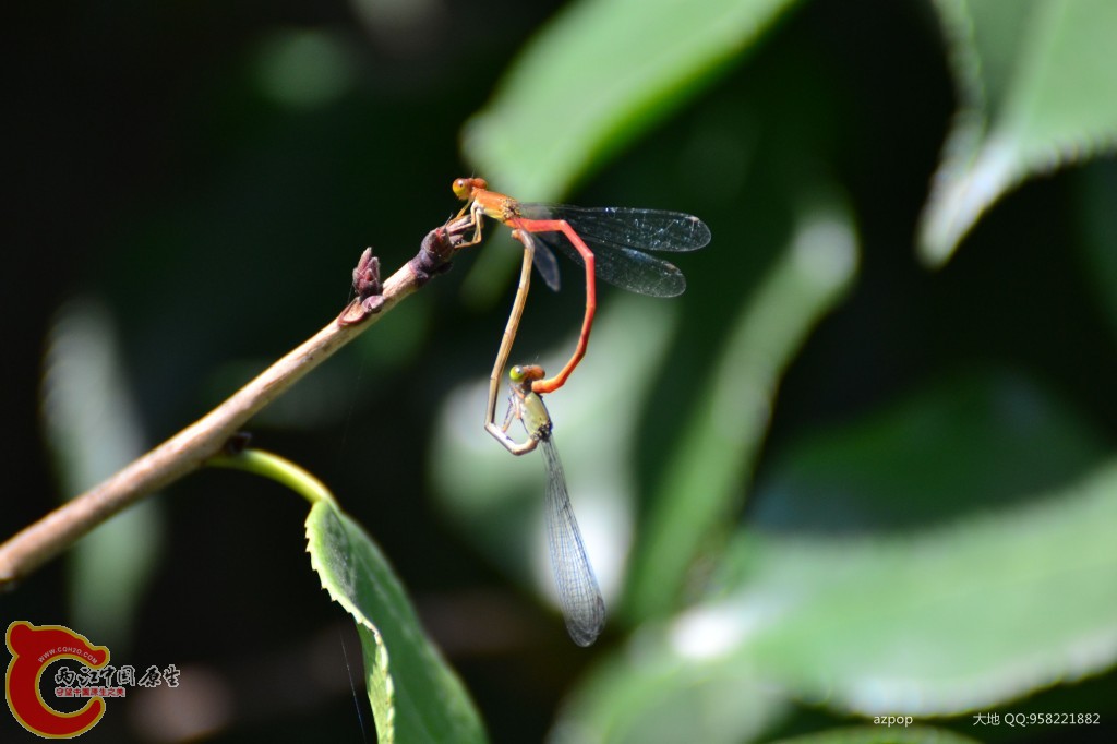 conew_20110925_633.jpg