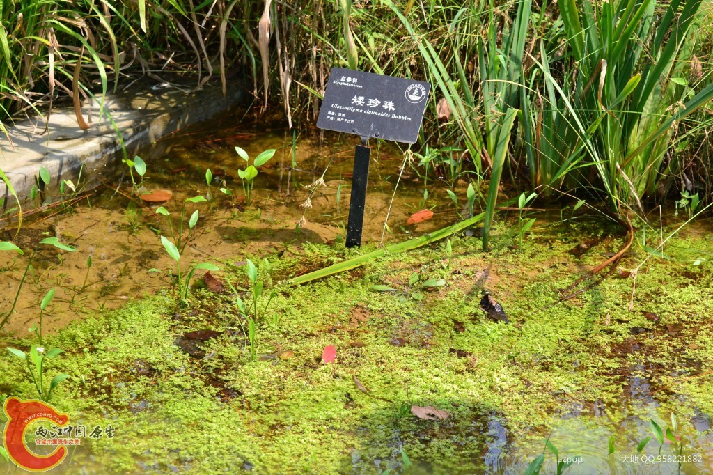矮珍珠 (2).jpg