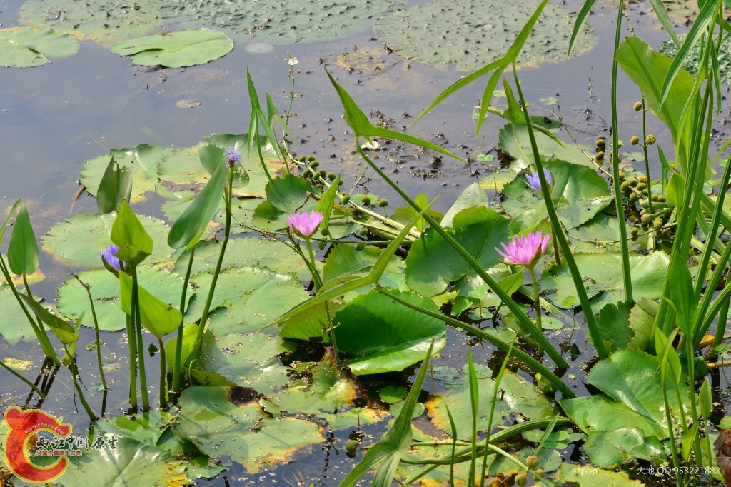 conew_20110925_486.jpg