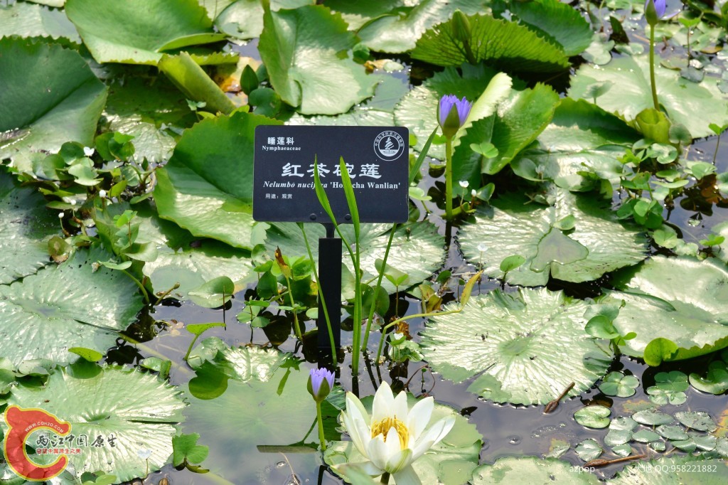 conew_20110925_488.jpg