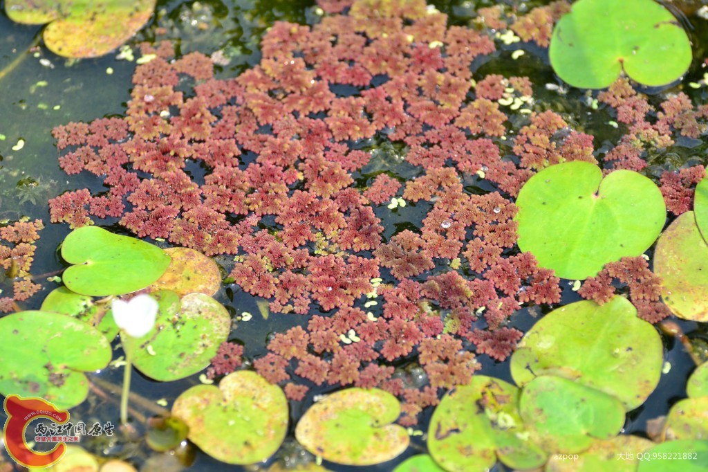 conew_20110925_490.jpg