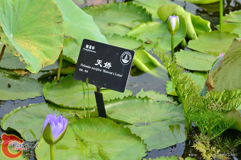 conew_20110925_491.jpg