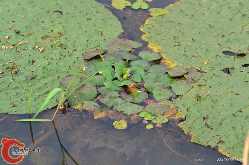 conew_20110925_492.jpg