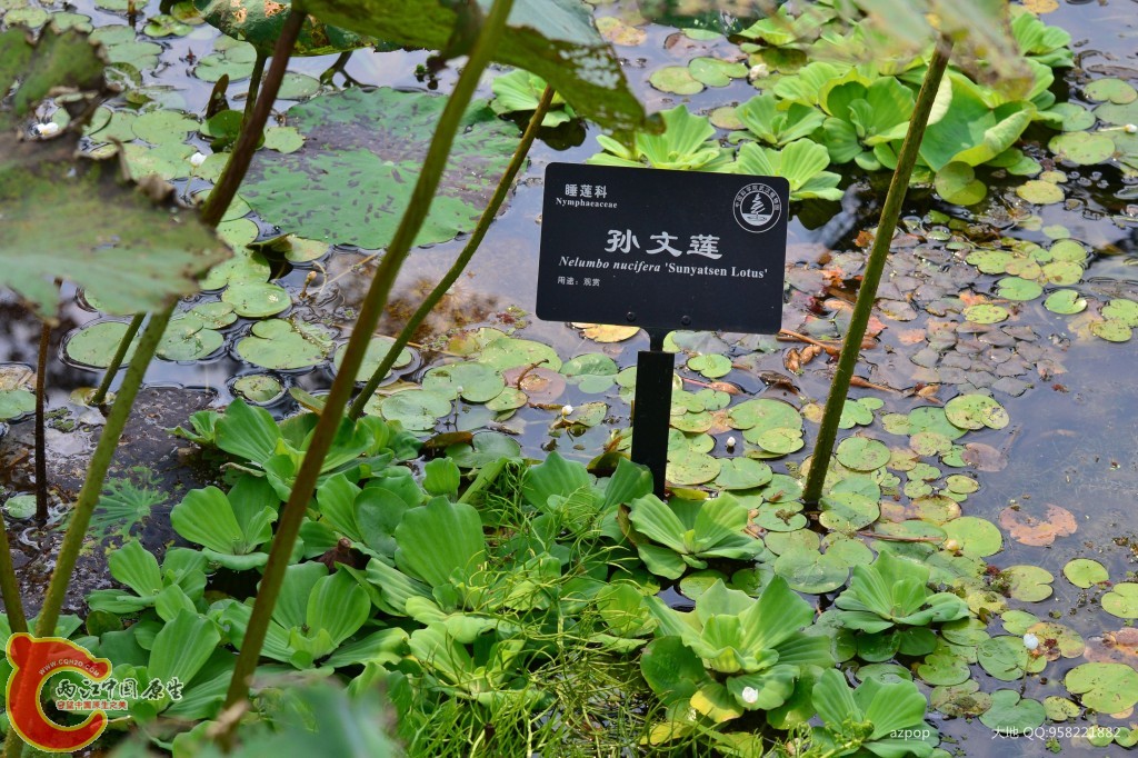 conew_20110925_499.jpg