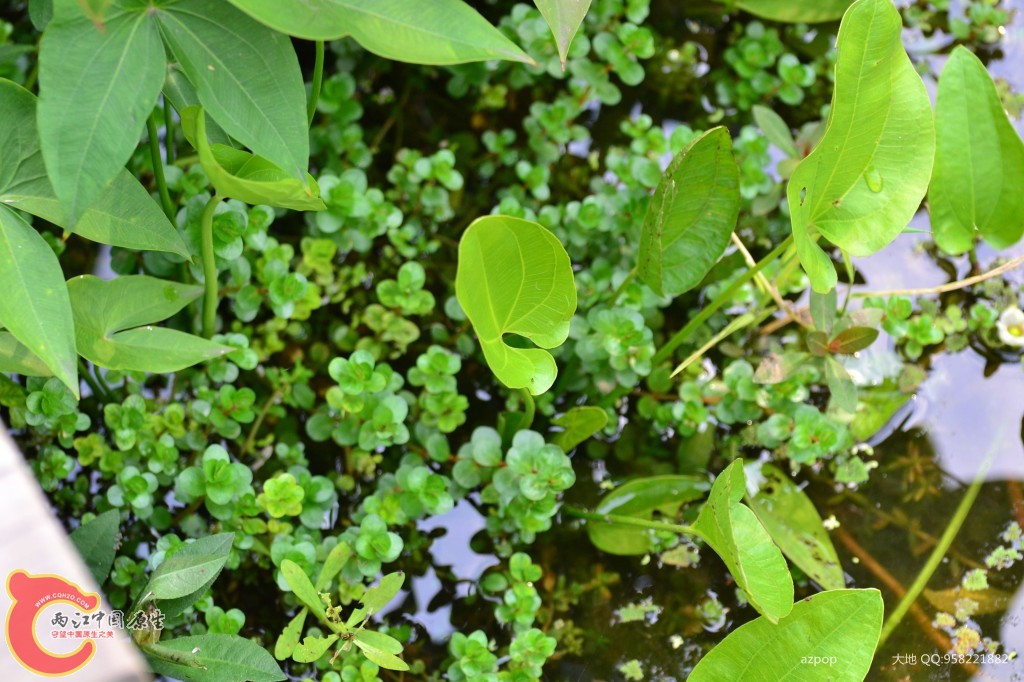 conew_20110925_500.jpg