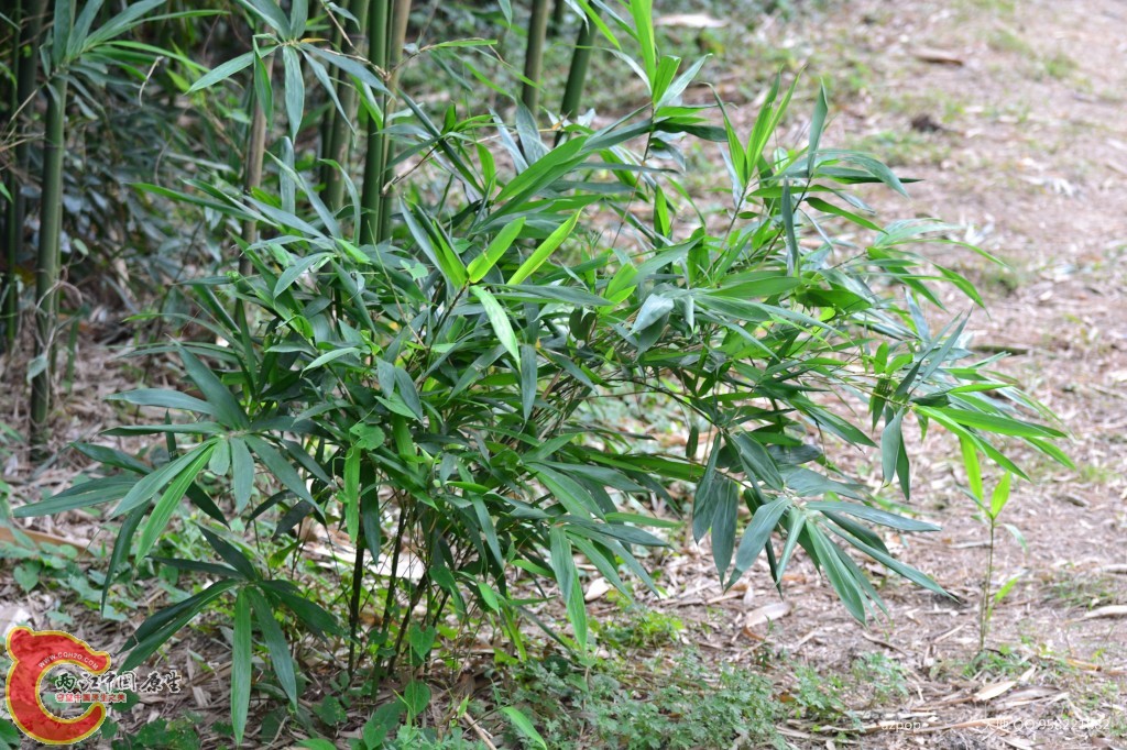 conew_20110925_517.jpg