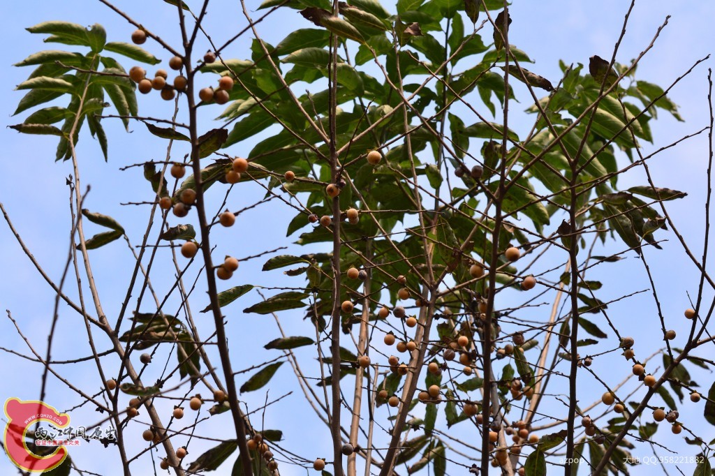 conew_20110925_529.jpg