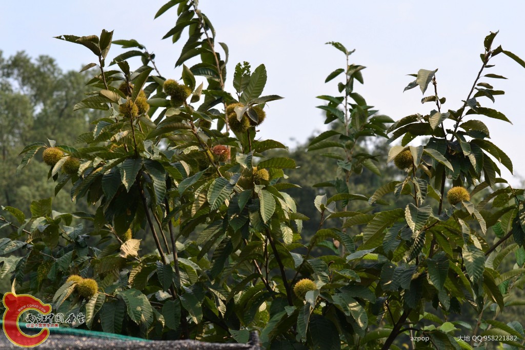 conew_20110925_531.jpg