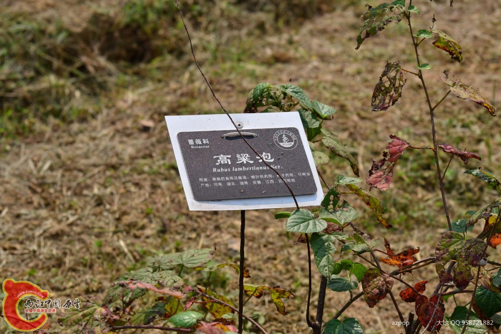 conew_20110925_533.jpg