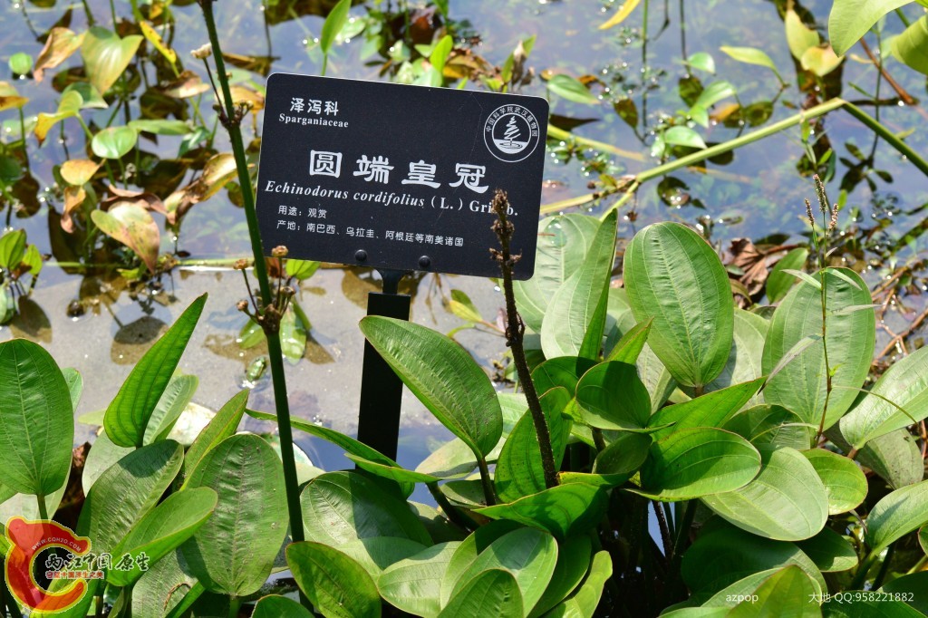 conew_20110925_551.jpg