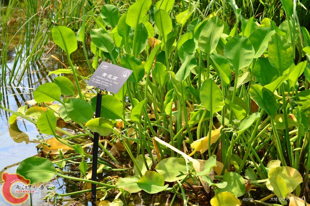conew_20110925_571.jpg