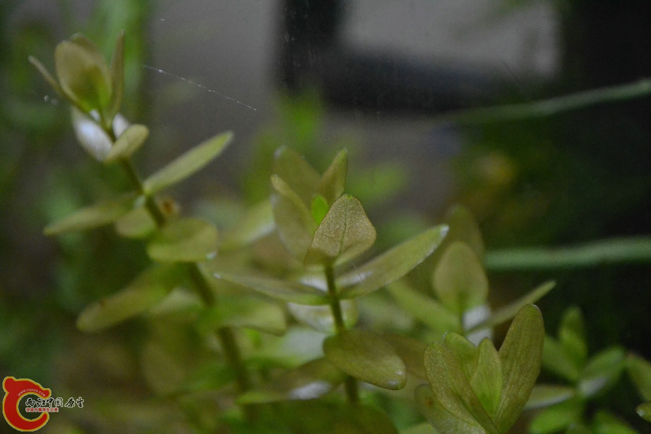 虎耳草 (1).jpg