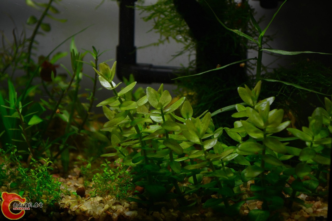 虎耳草 (2).jpg