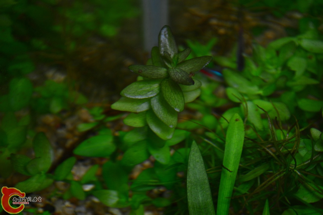 虎耳草 (4).jpg