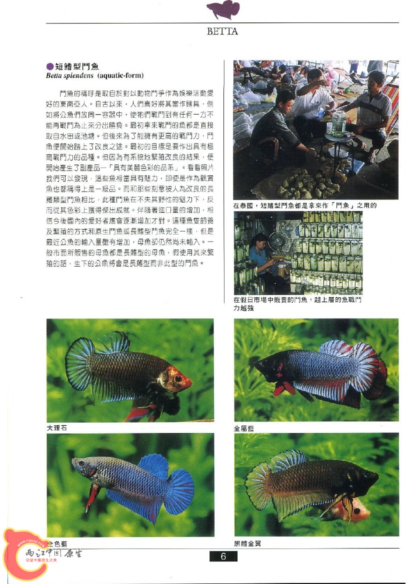 迷鳃鱼AAAG.jpg