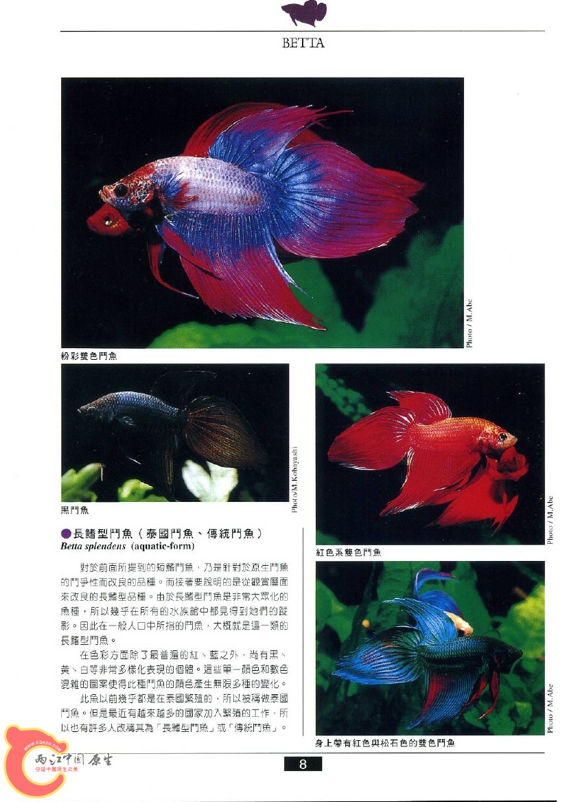 迷鳃鱼AAAI.jpg