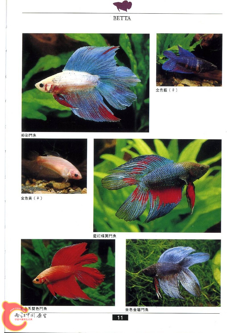 迷鳃鱼AAAL.jpg