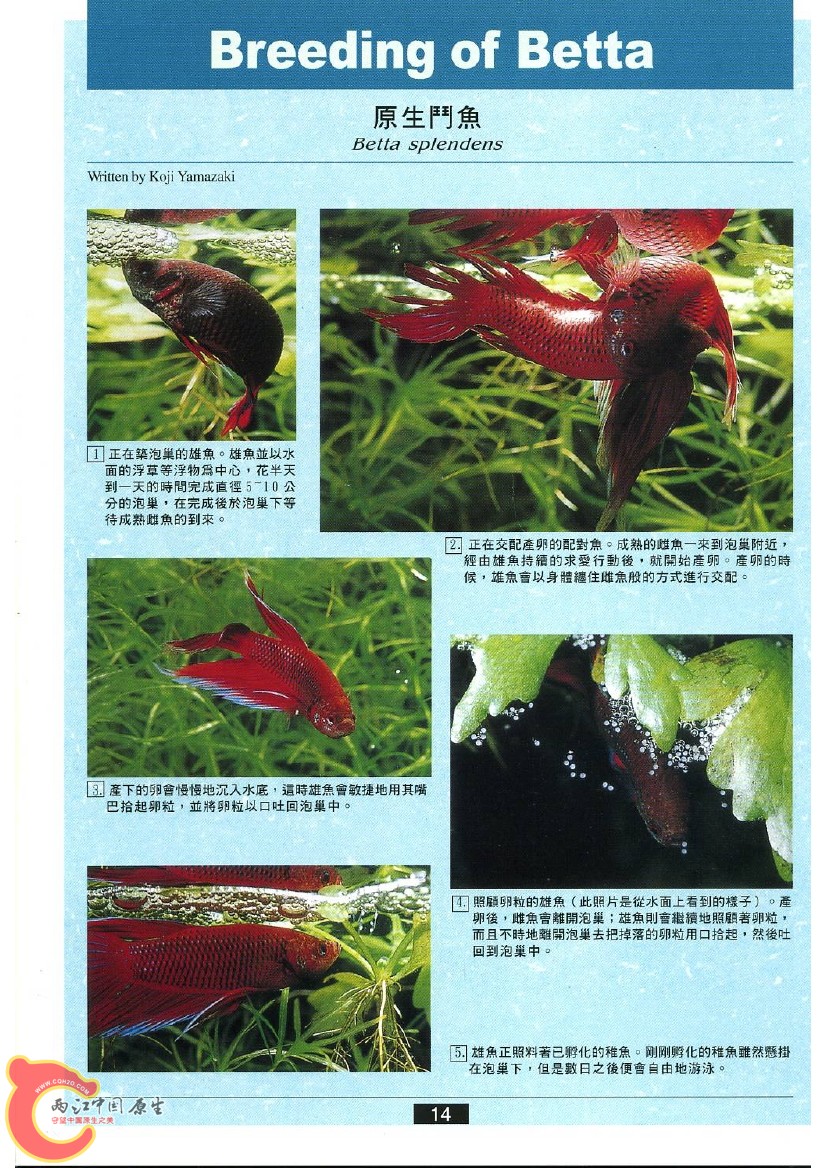 迷鳃鱼AAAO.jpg