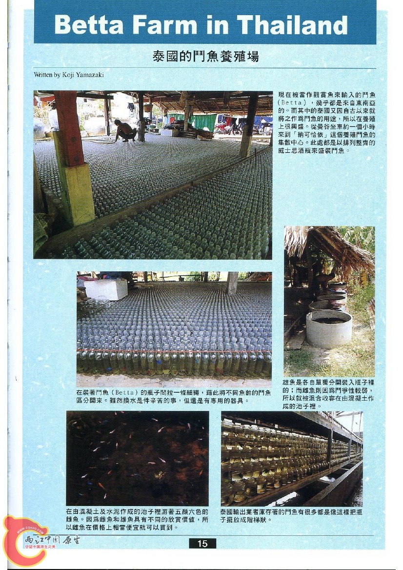 迷鳃鱼AAAP.jpg