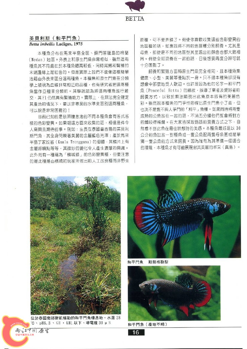 迷鳃鱼AAAQ.jpg