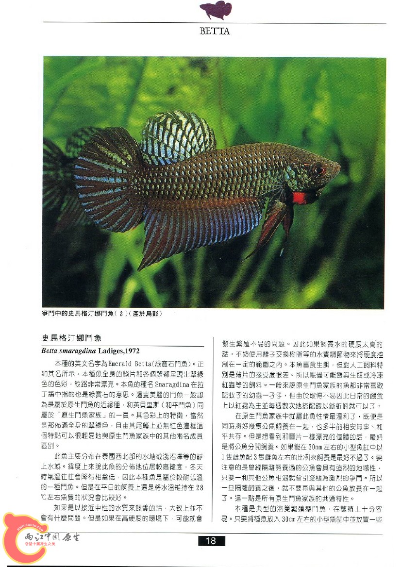 迷鳃鱼AAAS.jpg