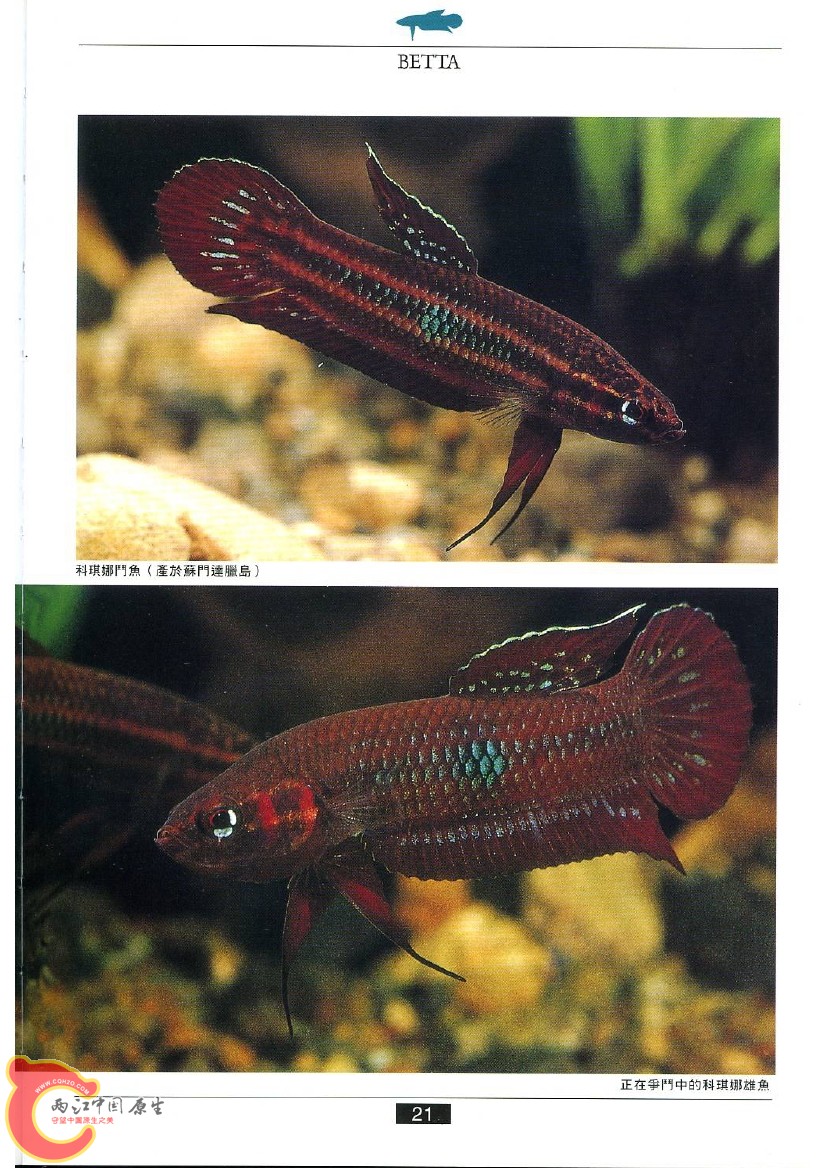 迷鳃鱼AAAV.jpg