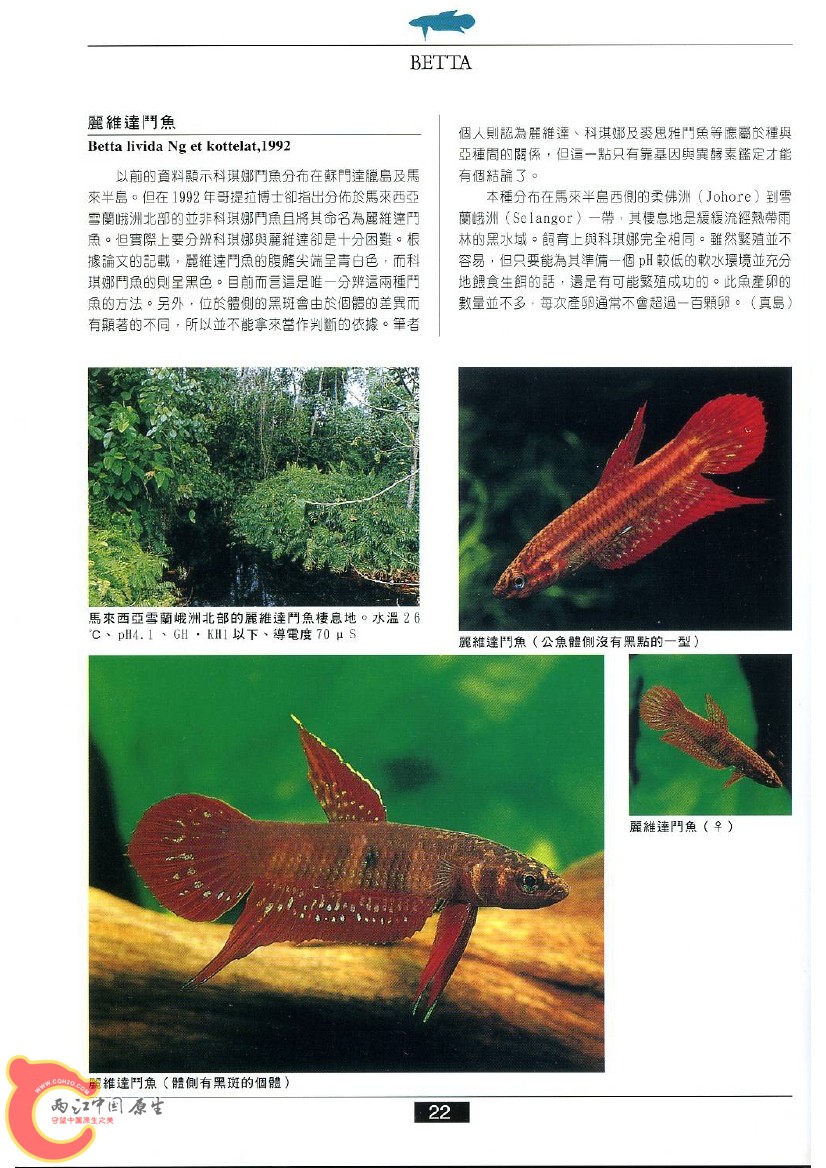 迷鳃鱼AAAW.jpg