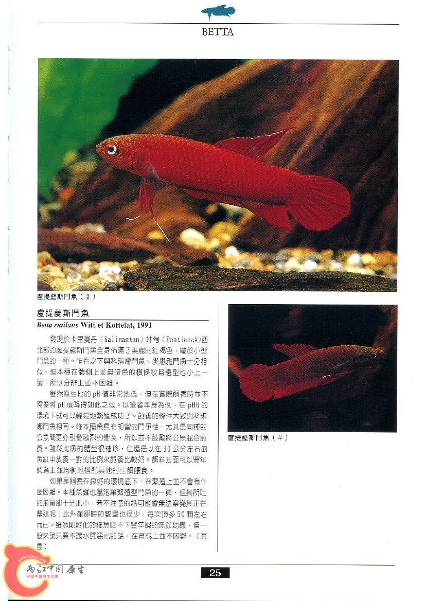 迷鳃鱼AAAZ.jpg