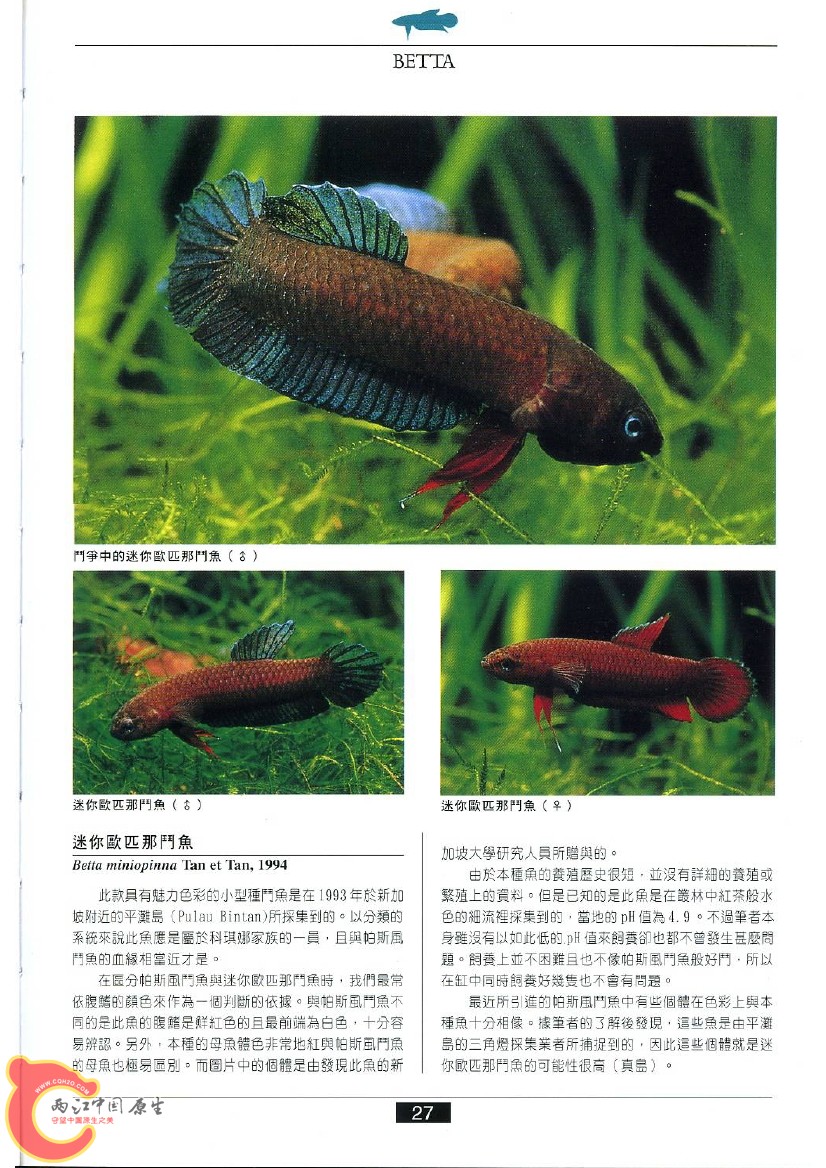 迷鳃鱼AABB.jpg