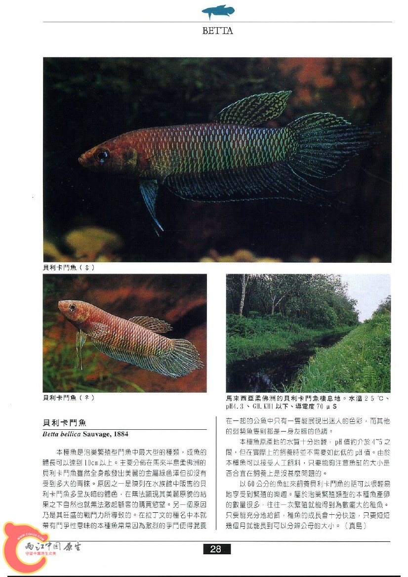 迷鳃鱼AABC.jpg