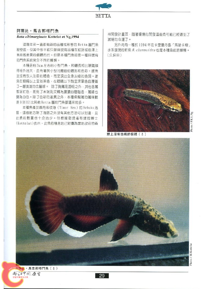 迷鳃鱼AABD.jpg