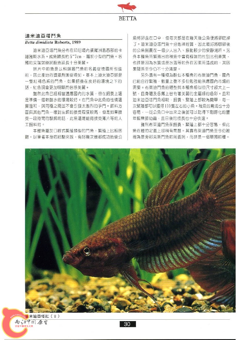 迷鳃鱼AABE.jpg