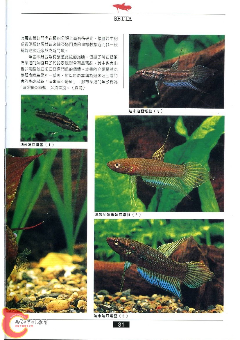 迷鳃鱼AABF.jpg
