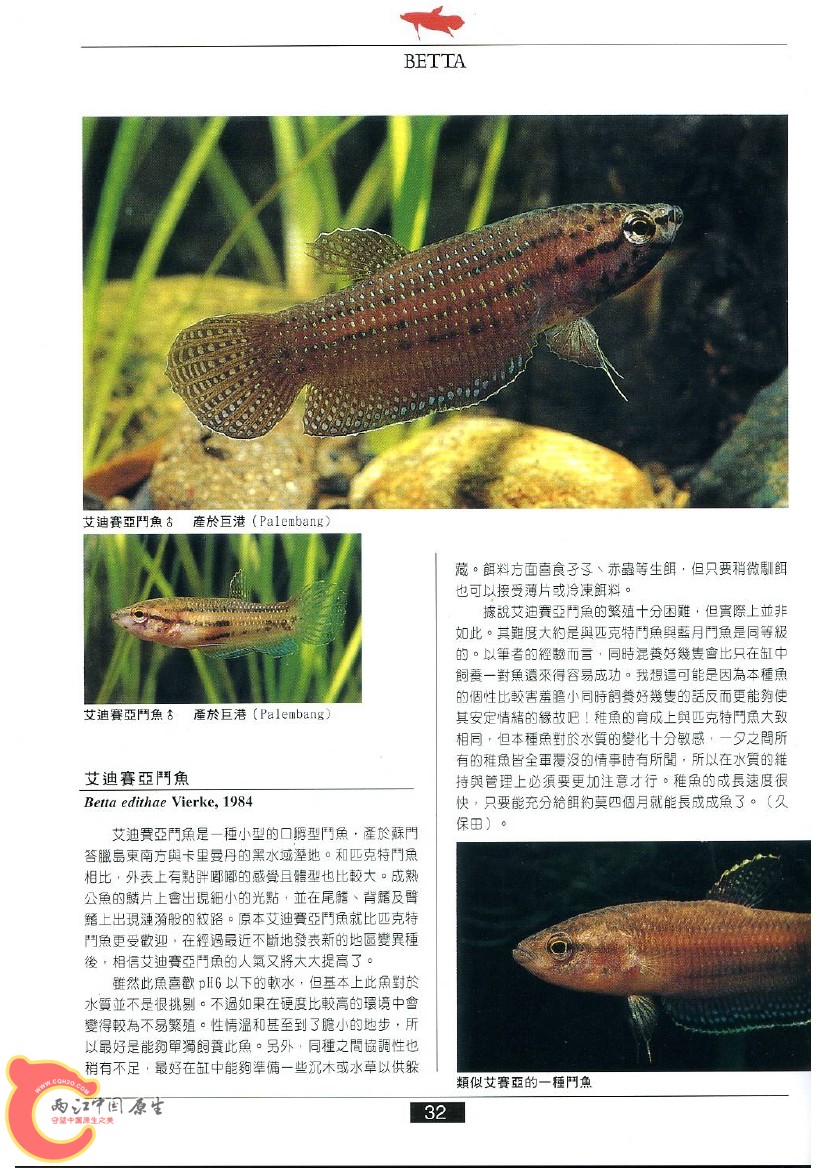 迷鳃鱼AABG.jpg
