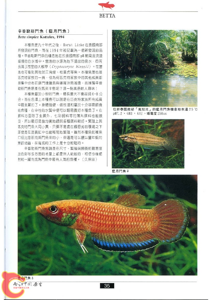 迷鳃鱼AABJ.jpg