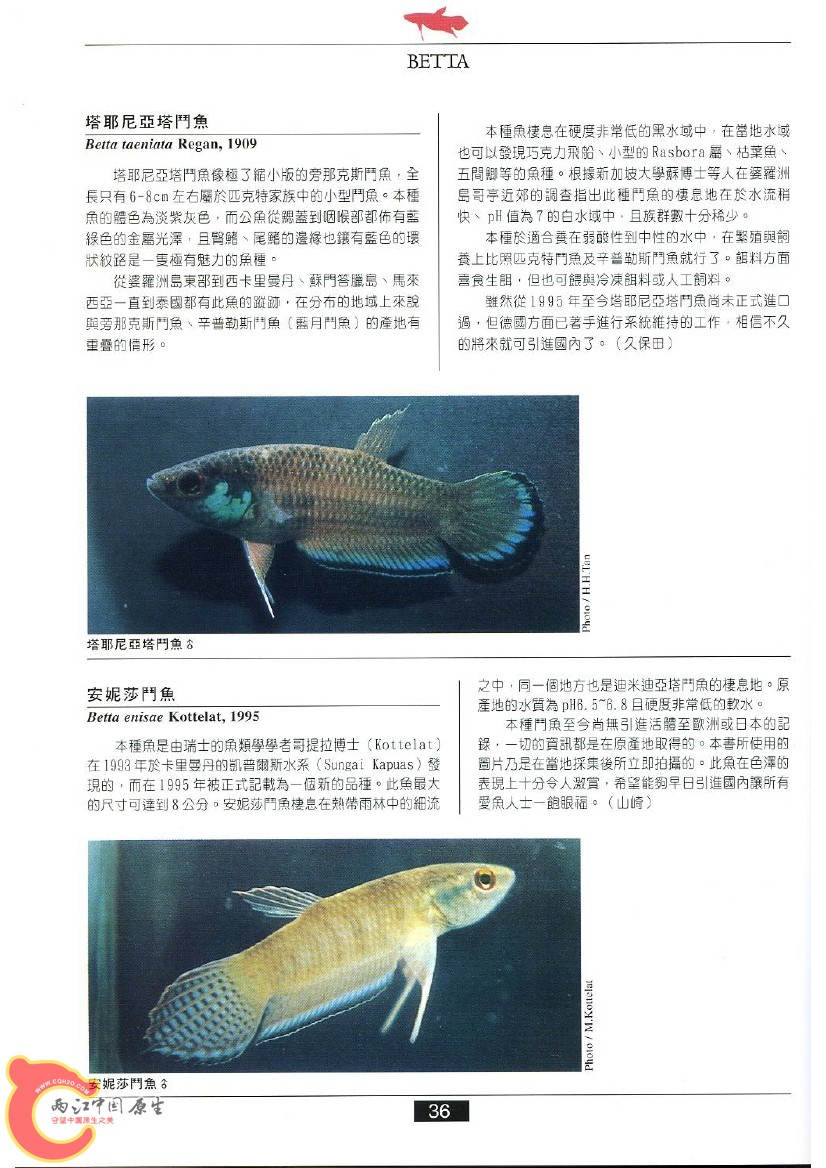 迷鳃鱼AABK.jpg