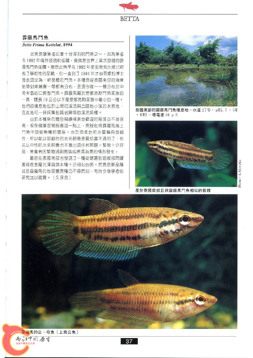 迷鳃鱼AABL.jpg