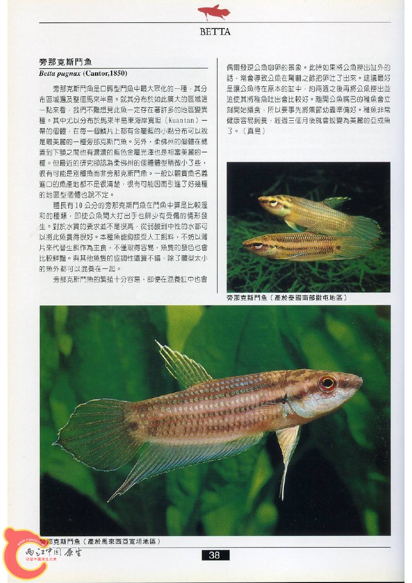 迷鳃鱼AABM.jpg