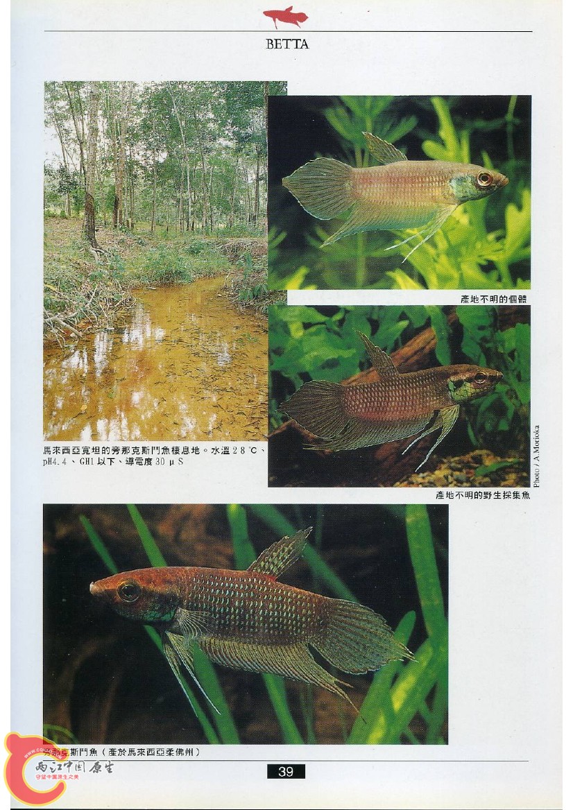 迷鳃鱼AABN.jpg
