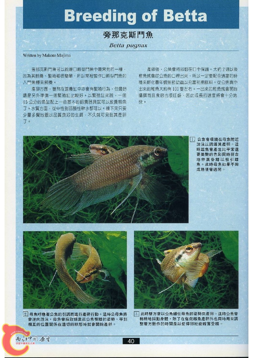 迷鳃鱼AABO.jpg
