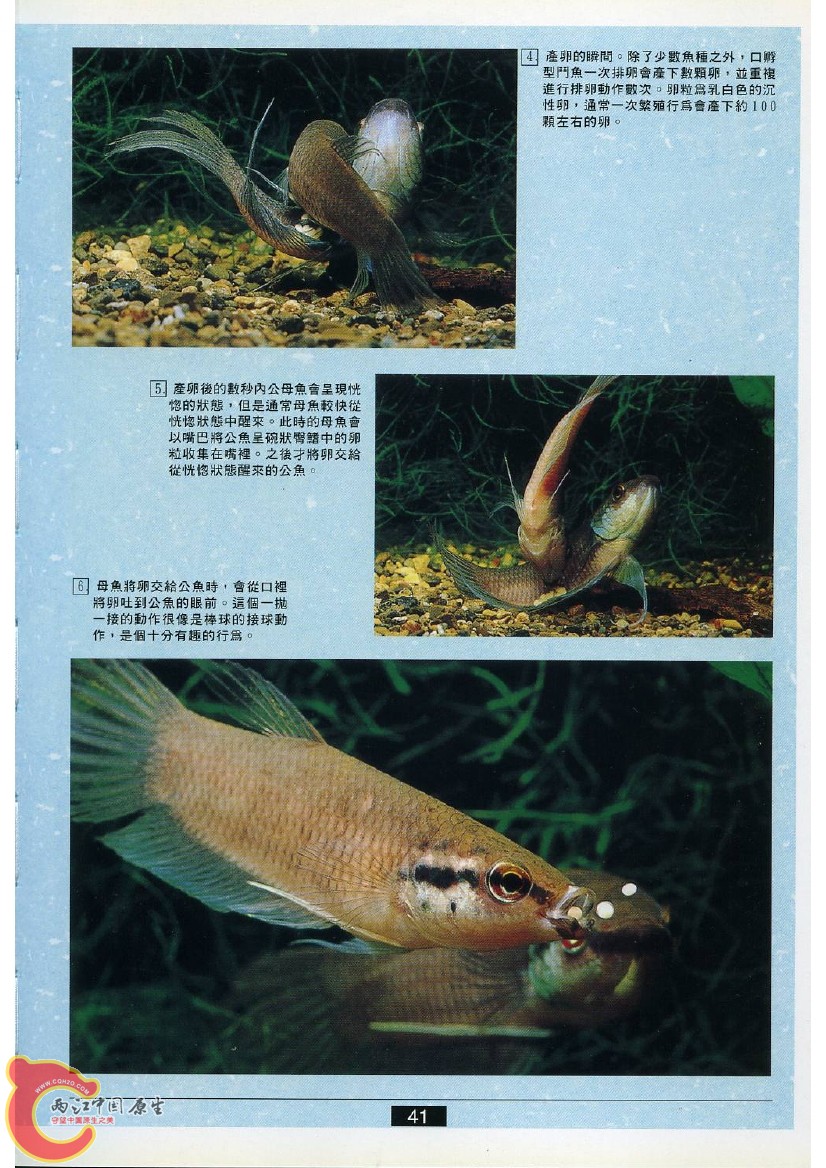 迷鳃鱼AABP.jpg