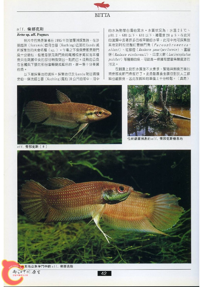 迷鳃鱼AABQ.jpg