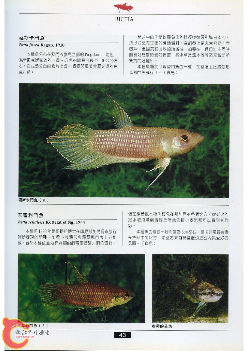 迷鳃鱼AABR.jpg