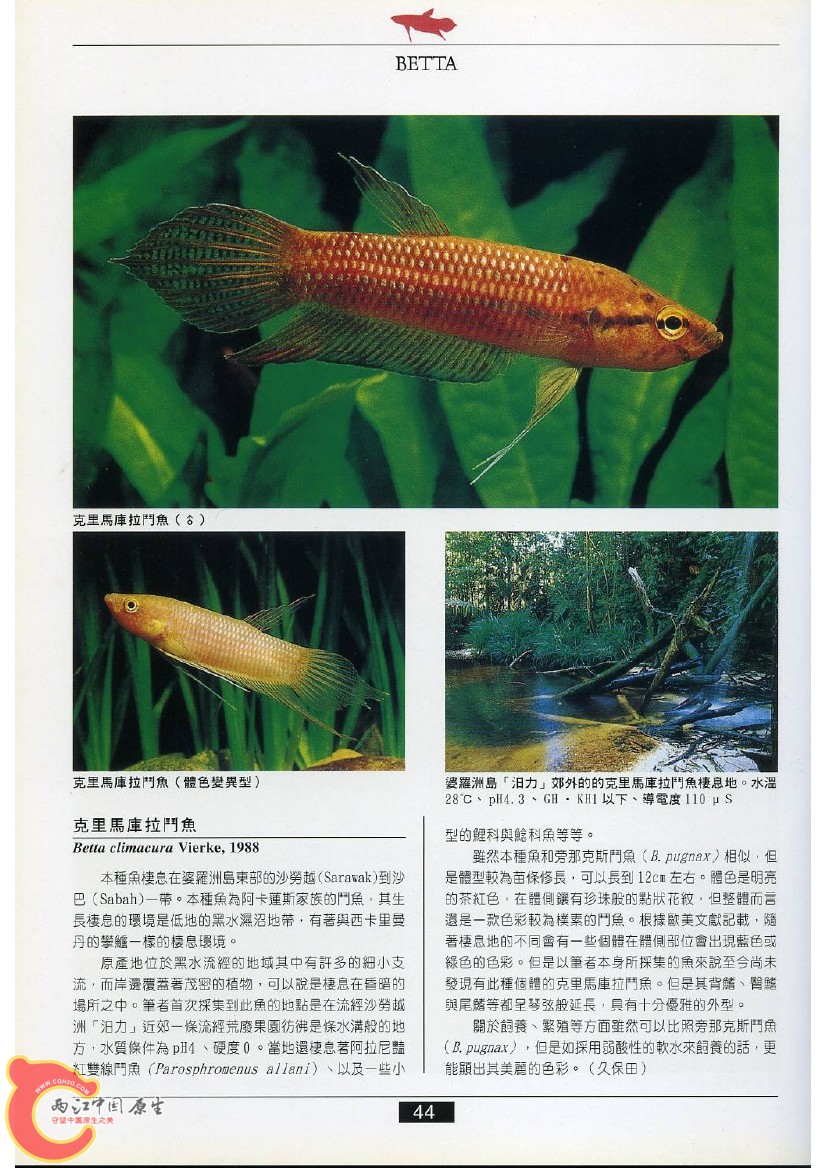 迷鳃鱼AABS.jpg